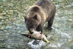 Alaskan Coastal Brown bear - via Daymix