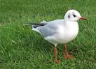 More sizes. Black-headed gull - via Daymix