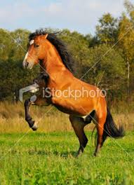 Out in the WILD (horse Rp) Images?q=tbn:ANd9GcRocUBCXNWok69Xv4Ix7L6DVkeCbtBapgzzrGORNwjNQ26_yVpW