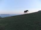 on a midsummer's evening - via Daymix