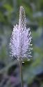 Anemophily - Wikipedia, the free encyclopedia