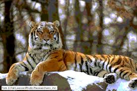 images?q=tbn:ANd9GcRp4cCRM9yIbwMW5_gDxcuswzHM9WBArAMNBidoItnfFNJQQKs0rA