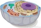 Animal Cell Stock Photography - Image: 19282212