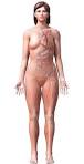 Body Maps: See All Your Parts, Skin Removal Not Required - James ...