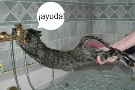 http://t1.gstatic.com/images?q=tbn:ANd9GcRpF30ivK0cf9MUXK3wpM4p4U6Mfkejve7udkBmvH07V1i7sqVS