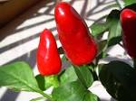 File:<b>Pimenta</b> 262.jpg