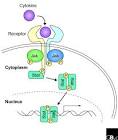 Interferon: Another Historical Digression | Aids Perspective
