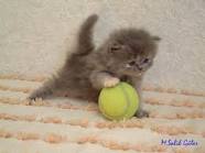 images?qtbnANd9GcRpWG15a6jmuWKTLPvplNkBU0vnjgDktoayqB50QKtjaXArZ Y3swtXAn4h w