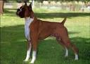 Boxer Photo | Dog Family