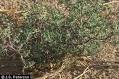Photo of <b>Salsola</b> tragus L.