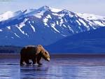http://4.bp.blogspot.com/-1vjxcMNBvkY/T3bjzOynKfI/AAAAAAAABGM/aGSaWSoEzQQ/s1600/alaskaimage2.jpg