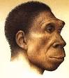 Homo Erectus of Isernia (by