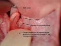 ACVS - Brachycephalic Syndrome