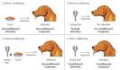 Classical Conditioning | Experiment-Resources.com | A website ...