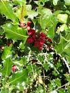 The Holly is one of Britain's - via Daymix