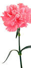 Carnation Flower Meaning &amp; Symbolism | Carnation Botany - Teleflora.
