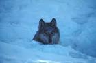 canis lupus family canidae - via Daymix