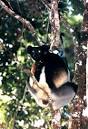 Animal Info - Indri
