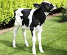 http://www.farmersguardian.com/pictures/610xAny/6/6/4/31664_Knowlesmere_Matson_Issy_Calf.jpg
