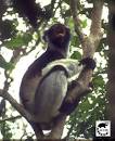Primate of the Week - Indri