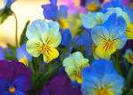 CONTEST! $300 in PRIZES! May Flowers!