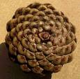 Fibonacci Numbers and Nature