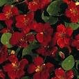 Fragrance Belles-Lettres: The Magazine: REVIEW OF EMPRESS OF INDIA ...