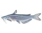 SCDNR - Fish - Species - Blue Catfish