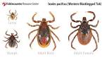 <b>Ixodes</b> pacificus
