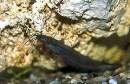Heteropneustes fossilis