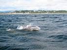 NO4630 : Dolphins in the Firth - via Daymix