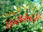 BERBERIS VULGARIS :: homeopathyandmore.