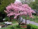One Voice » dogwoods