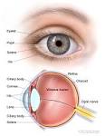 The Eye
