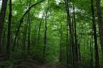 Welcome to Department of Forestry, University of Kentucky, College ...