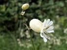 Bladder Campion (Silene vulgaris). Found at the side of the Trans Pennine - via Daymix