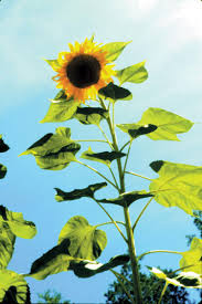 Image result for sunflower bending towards the sun
