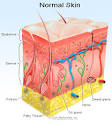 The <b>dermis</b> contains blood