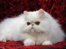 Persian Cat Breeds Fun Animals Wiki Videos Pictures Stories