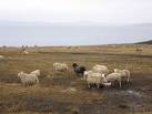 ND4597 : Sheep in the field on - via Daymix
