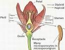 Flowering Plant Reproduction