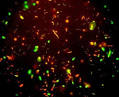 NASA - NASA Finds Life at '