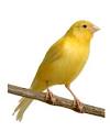 James' Jetsam - Your Cruise Expert: What animal are the Canary ...
