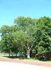 Ash Tree Images