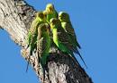 Listening Earth Blog » Blog Archive » “Happy Budgies” – wild ...