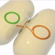 Bacterial conjugation | Learn Science at Scitable