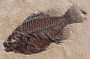 How to preserve Fossil Specimens Advantages,Amazing Fossil formations