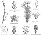 Angiosperm families - Euphorbiaceae Juss.