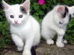 El blog de los gatitos