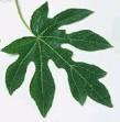 Multi-Khasiat Daun Pepaya